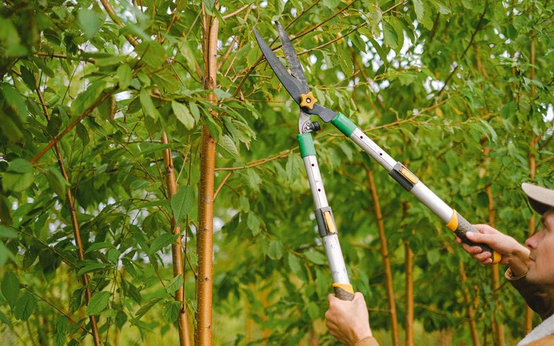 Tree trimming in Wilton, IA
